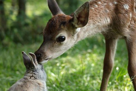 Bambi: Příběh života z lesů