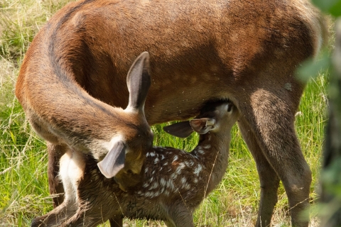 Bambi: Příběh života z lesů