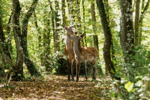 Bambi: Příběh života z lesů