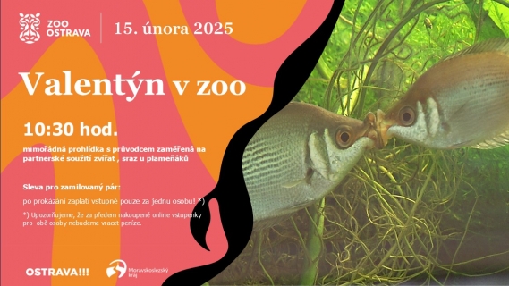 Valentýn v zoo