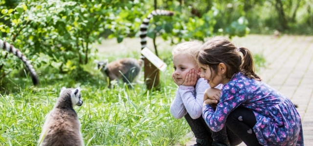 Ostrovy lemurů, foto: archiv ZOO