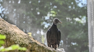 Největší průchozí voliéra v Zoo Ostrava