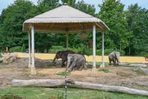 Sloni v Zoo Ostrava mají nové stínidlo