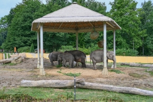 Sloni v Zoo Ostrava mají nové stínidlo