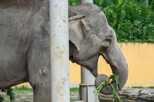 Sloni v Zoo Ostrava mají nové stínidlo