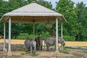 Sloni v Zoo Ostrava mají nové stínidlo