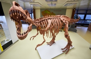 Geologický pavilon VŠB-TUO nově hlídá tyranosaurus