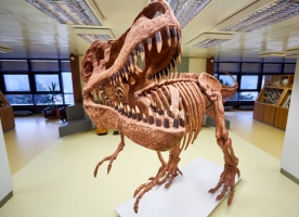 Geologický pavilon VŠB-TUO nově hlídá tyranosaurus