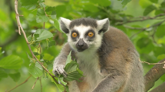 Lemur kata, foto: E. Gombala